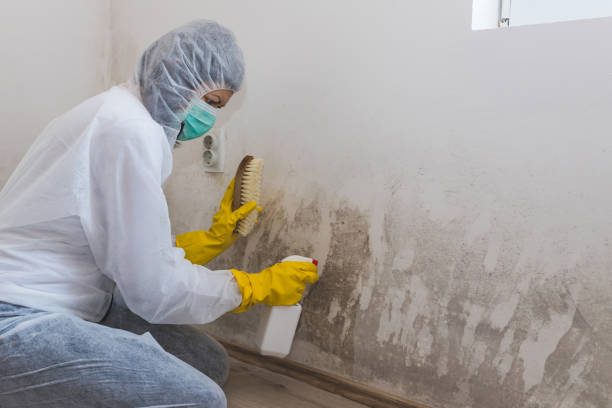 Best Air Quality Testing for Mold Spores  in Emeryville, CA