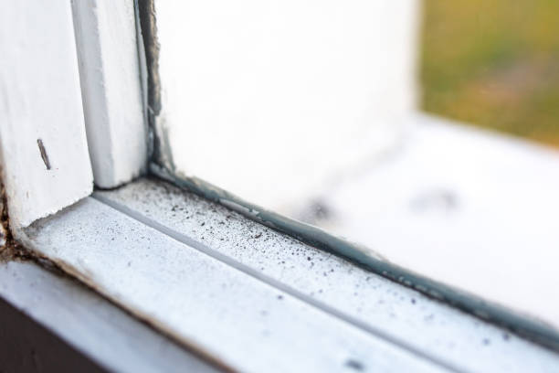 Best Environmental Consulting for Mold Prevention  in Emeryville, CA